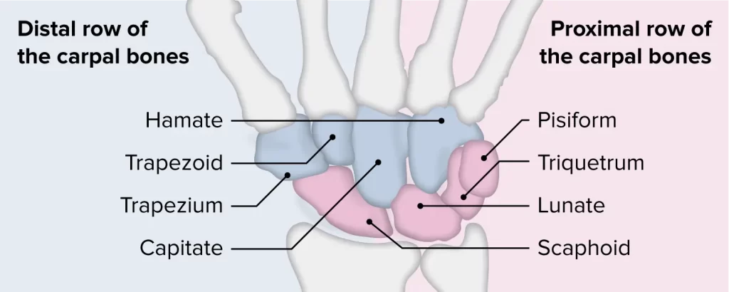 Upper Limb Bones Anatomy - Samarpan Physio