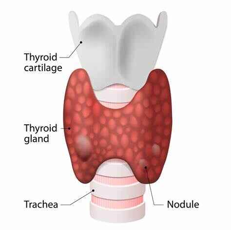 Thyroid gland