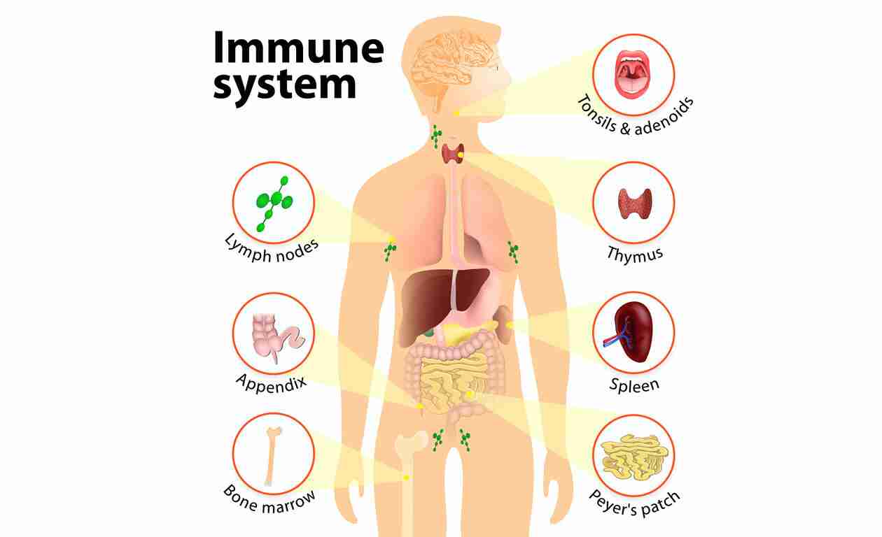 Immune system