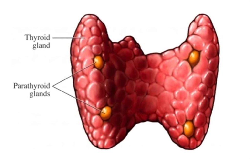 parathyroid gland