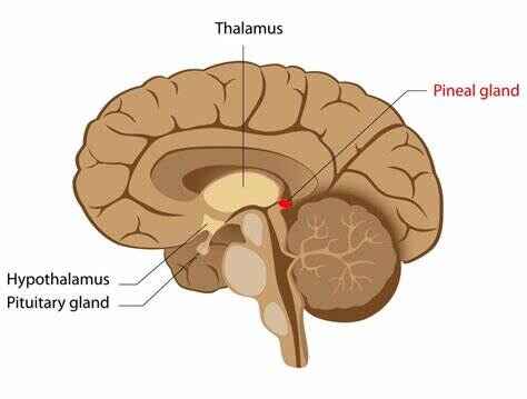 Pineal  gland