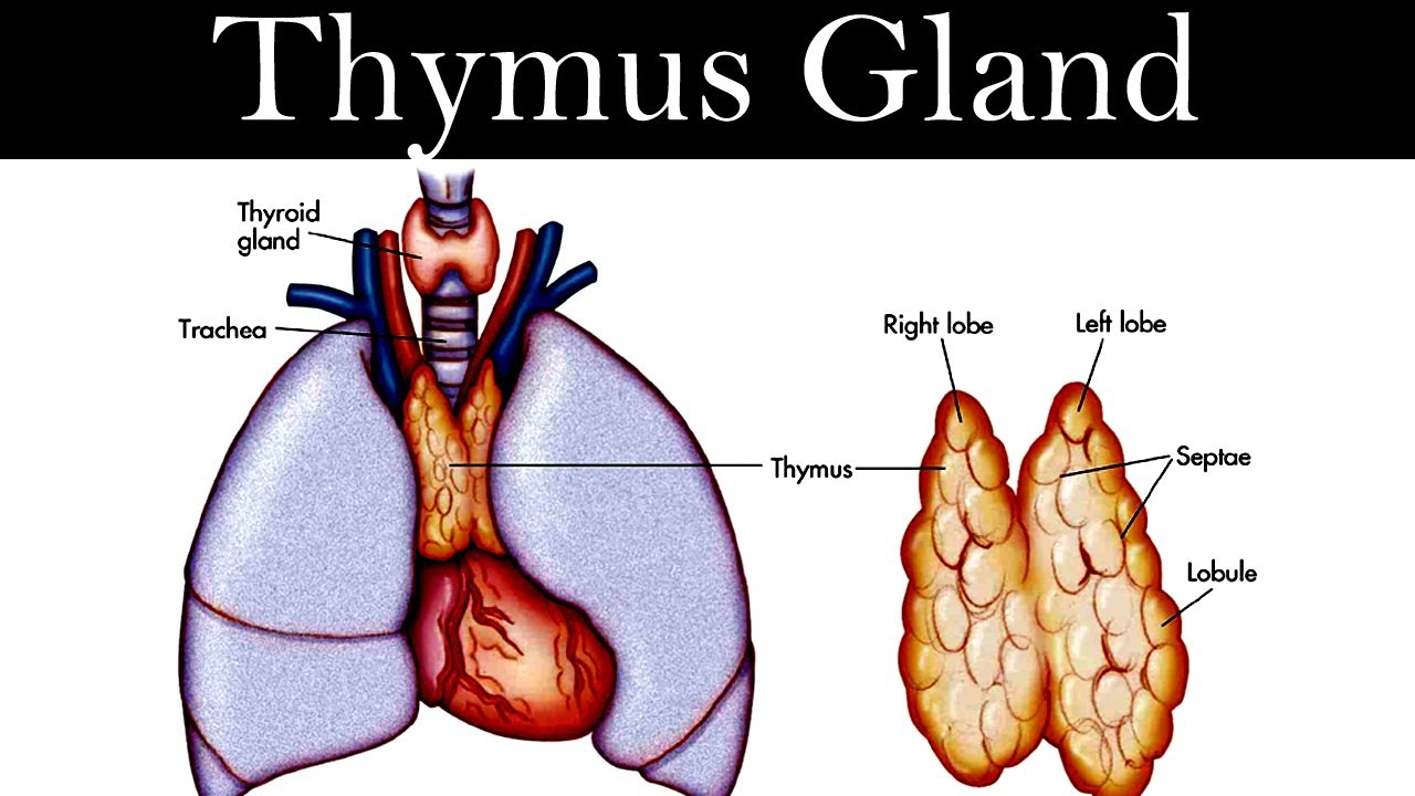 Endocrine System - Function, Organs - Samarpan Physio