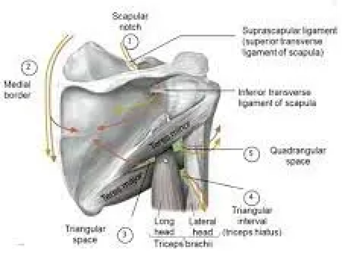 Triangular Interval - Borders - Contents - TeachMeAnatomy