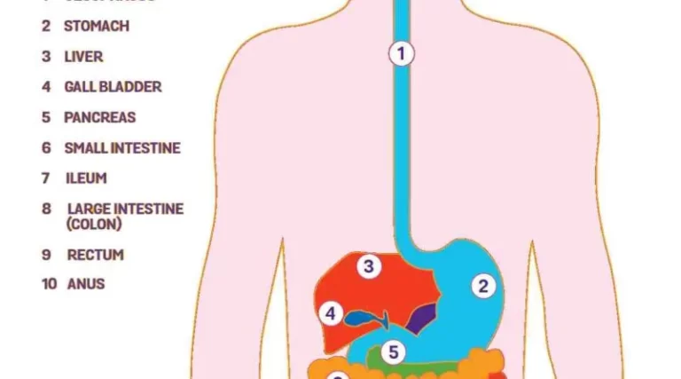 Digestive System