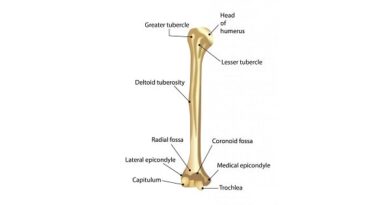 Upper Limb Bones Anatomy - Samarpan Physio