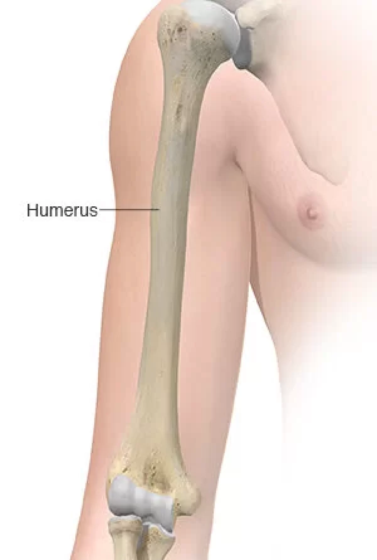 Humerus Photos and Images