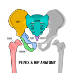 Hip Bone - Anatomy, Structure, Function - Samarpan Physio