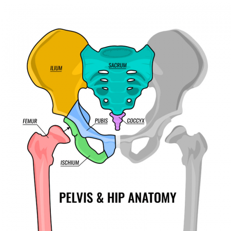 Hip Bone Anatomy or Pelvic Bone[Ilium-Pubis-Ischium]