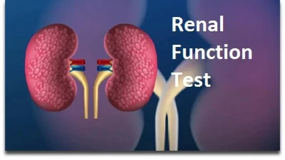 Renal Function Test   Purpose, Types, and Procedure   Samarpan