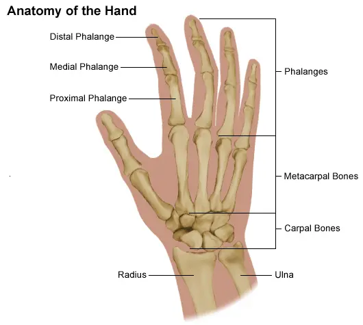 anatomy of the hand bones