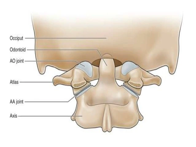 Atlanto Occipital Joint Anatomy Ligament Muscles Movement 6118