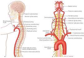 Blood Supply