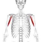 Coracobrachialis muscle - Origin, Insertion, Function, Exercise