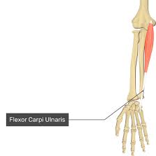 Flexor Carpi Ulnaris Muscle - Origin, Insertion, Function, Exercise