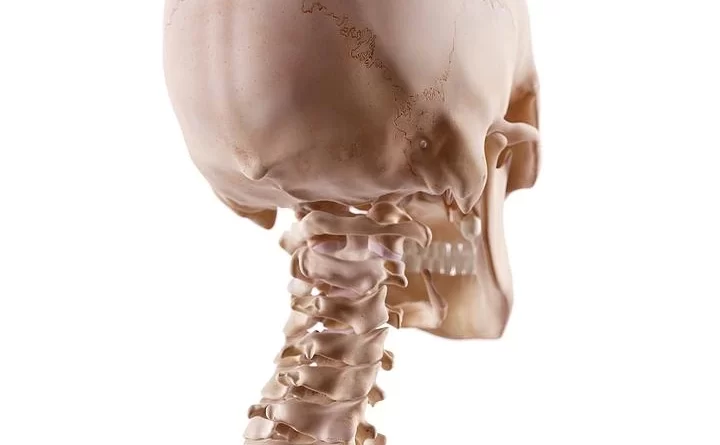 occipital joint movement Archives Biology Diagrams