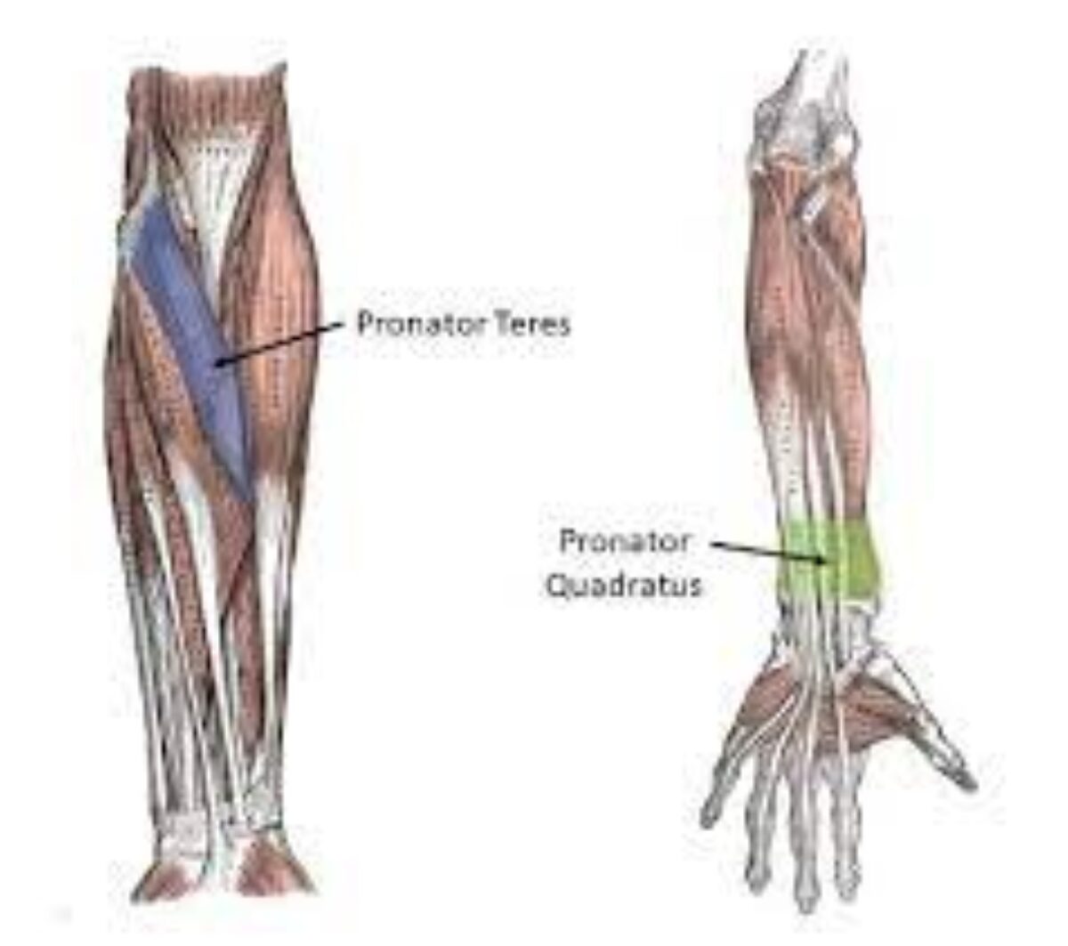 Strengthen Your Pronator Teres Muscles with These Exercises