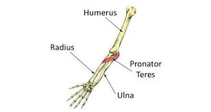 pronator teres