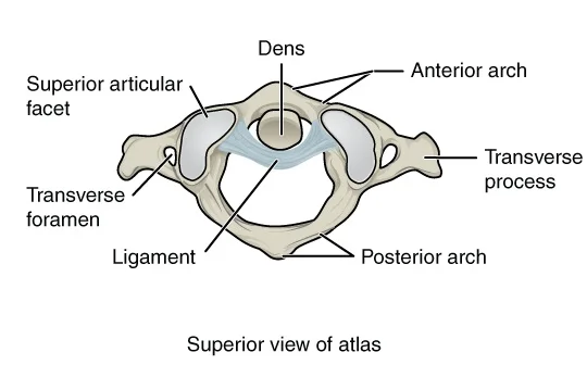 Atlas_superior_view