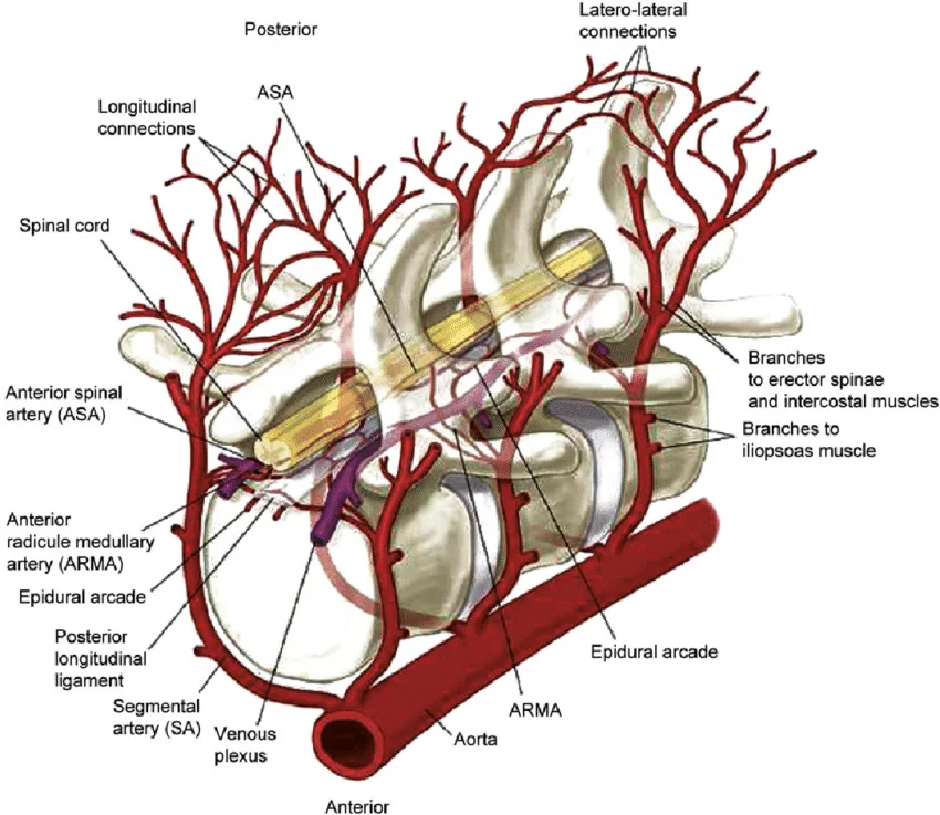 Blood Supply and Lymphatics