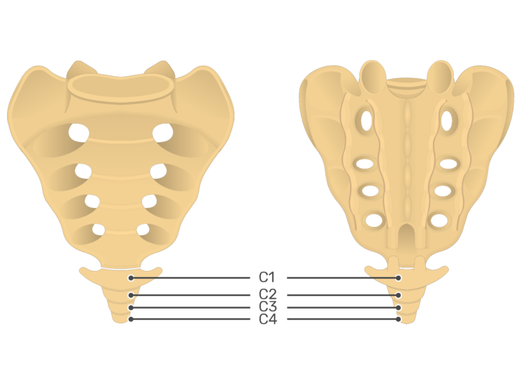 Coccyx Spine