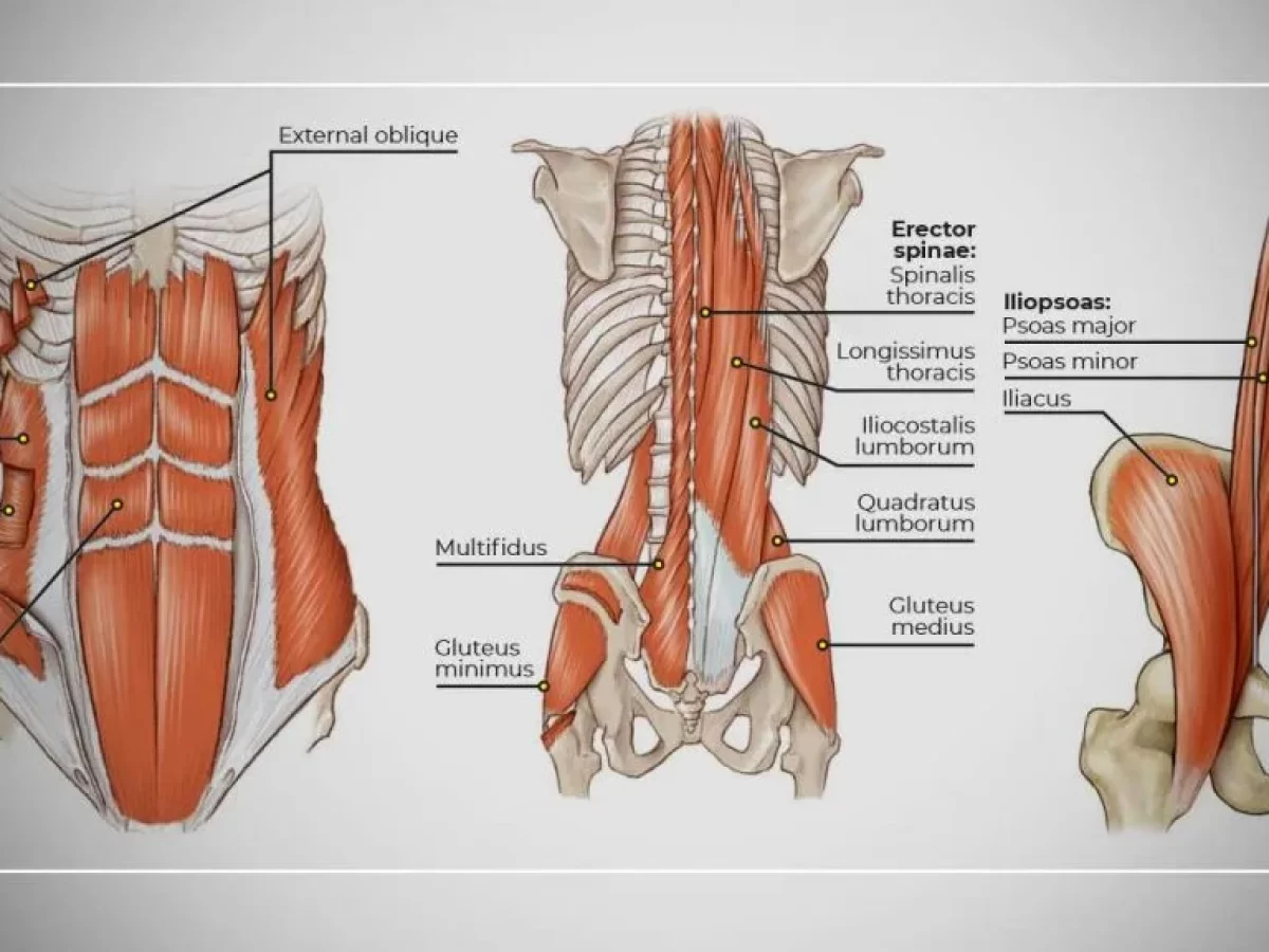 Core Muscles Diagram Core Muscles Diagram