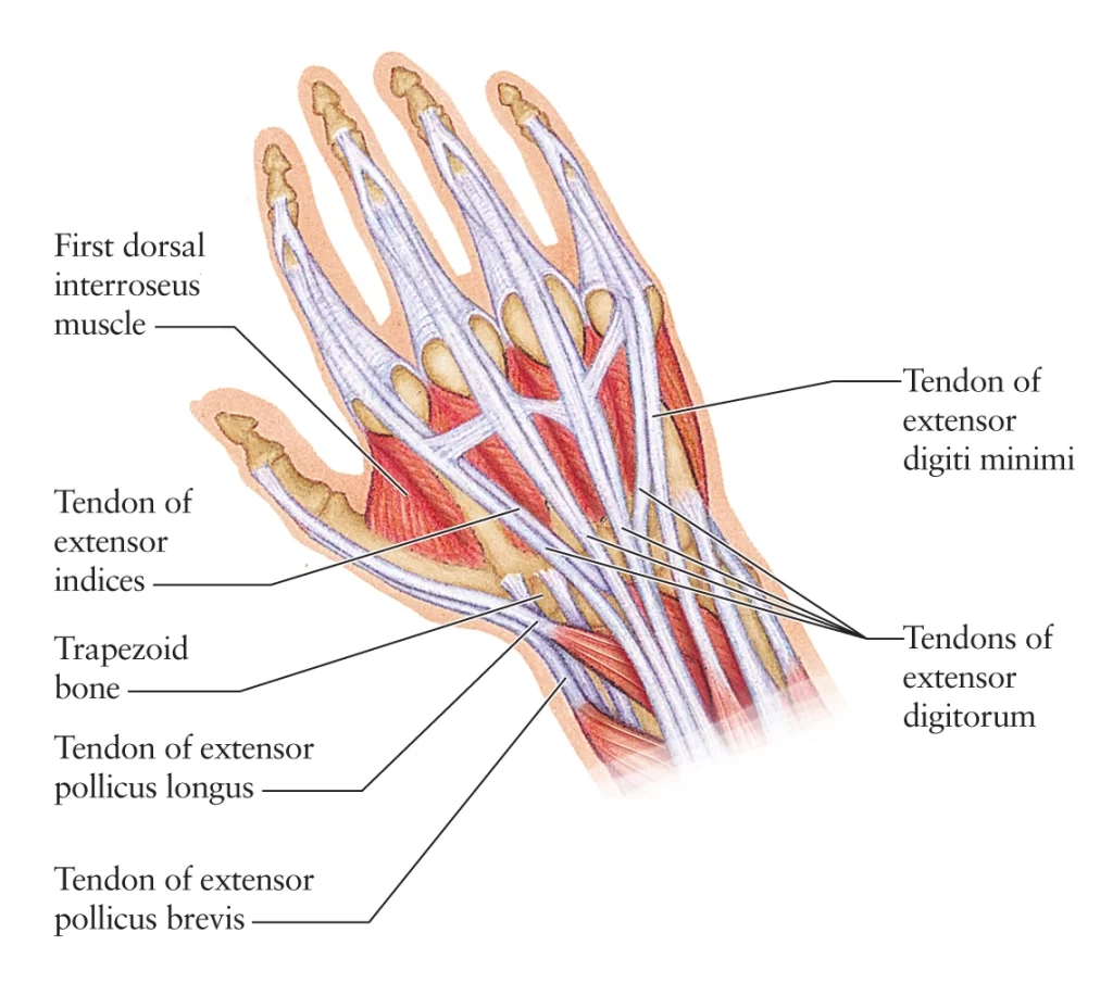 Muscles of MCP joint