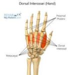 The Dorsal interossei muscles of the Hand - Origin, Insertion