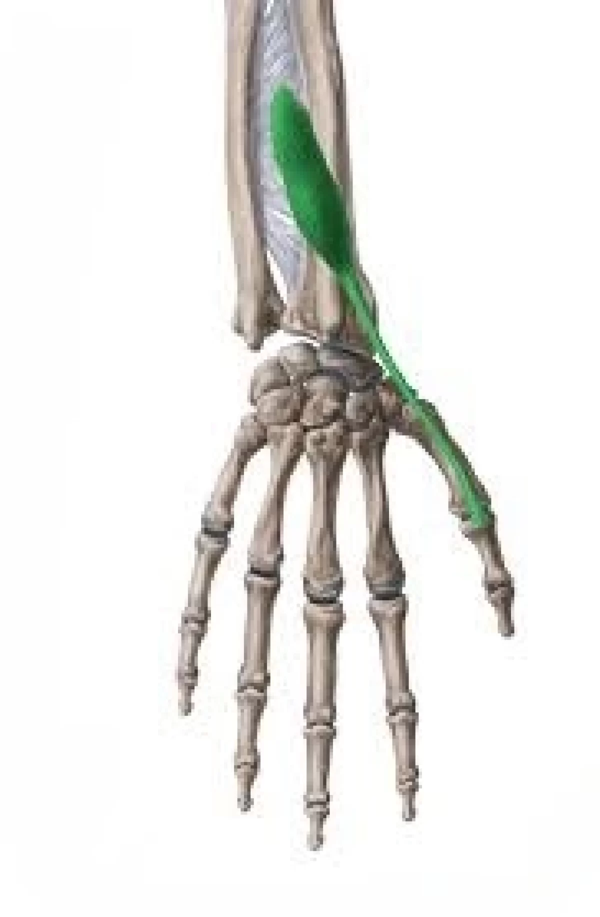 Extensor Pollicis Brevis Muscle Origin, Insertion, Function, Exercise