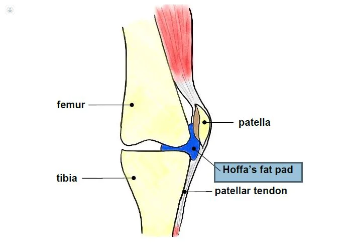 Foot Anatomy - Podiatrist San Angelo, TX | Muscle anatomy, Ankle anatomy,  Foot anatomy