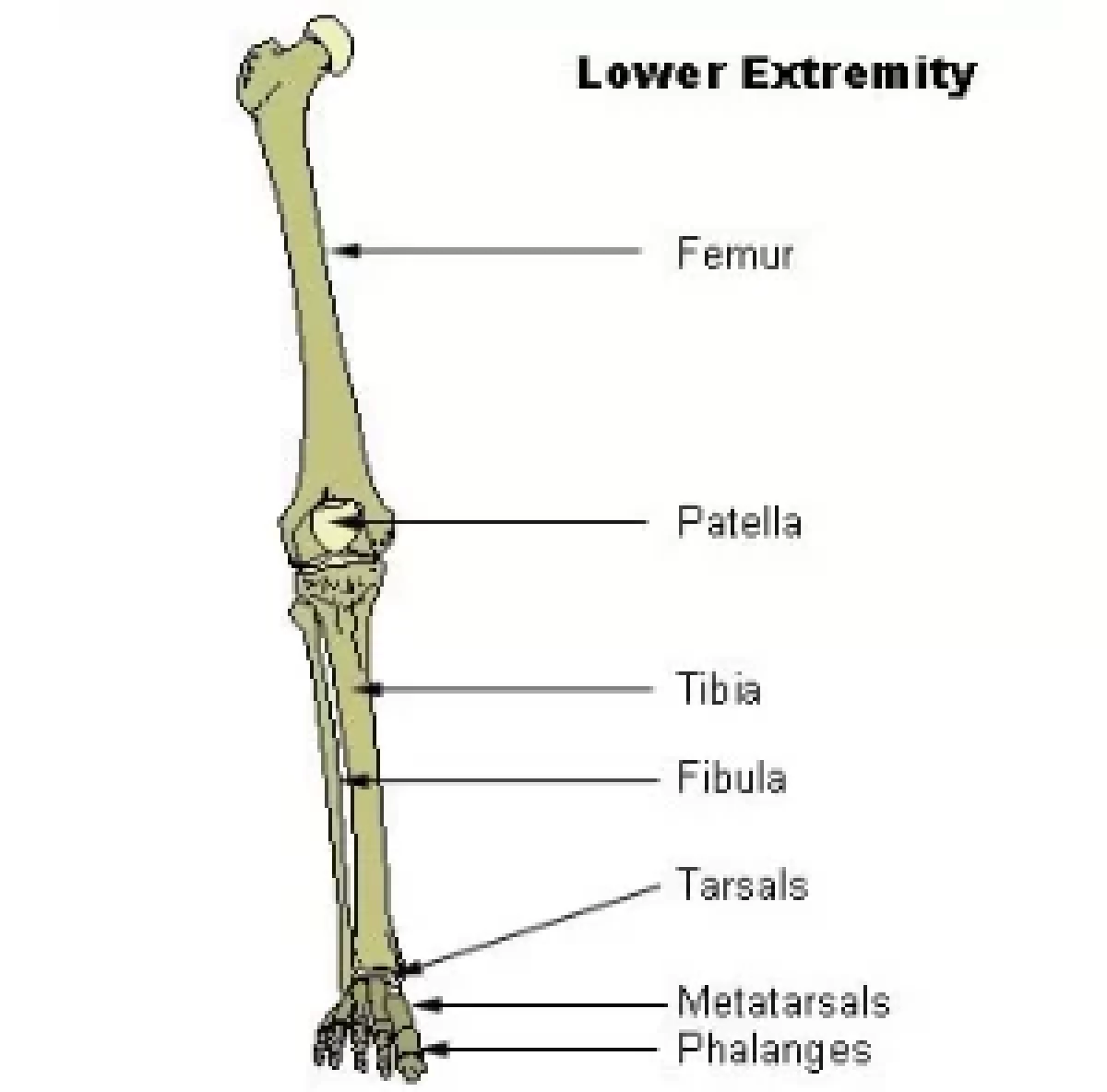 tibia and fibula bones