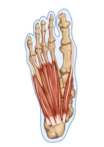 Intrinsic foot muscles