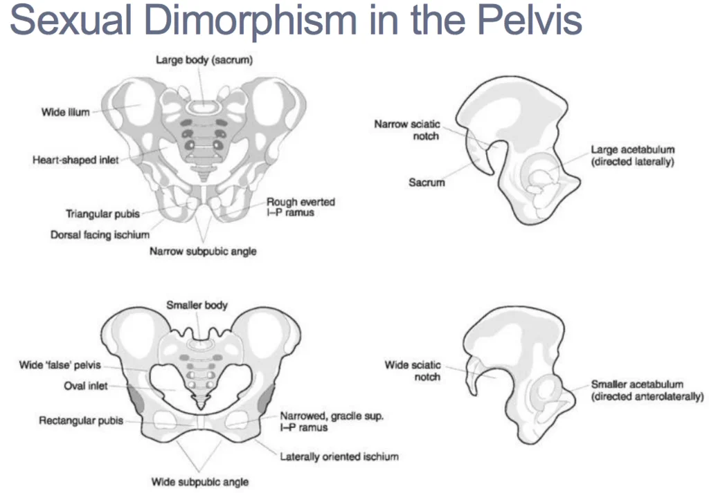 Sexual Dimorphism of the Pelvis 