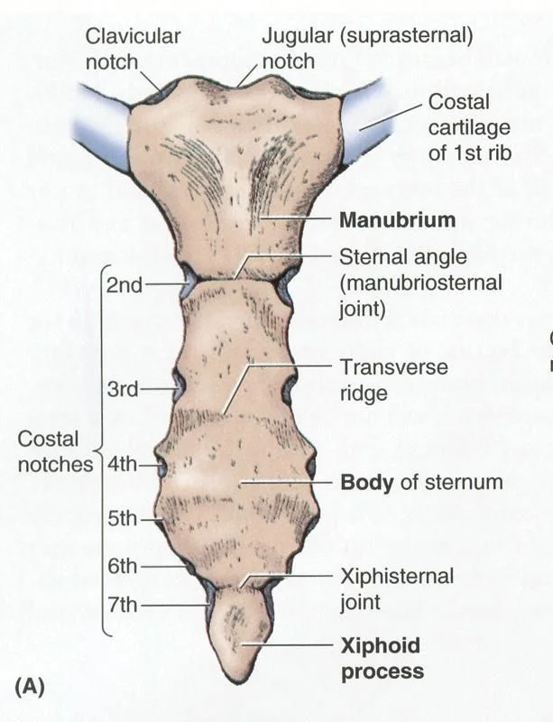 Sternum Bone Anatomy Structure Function Samarpan Physio