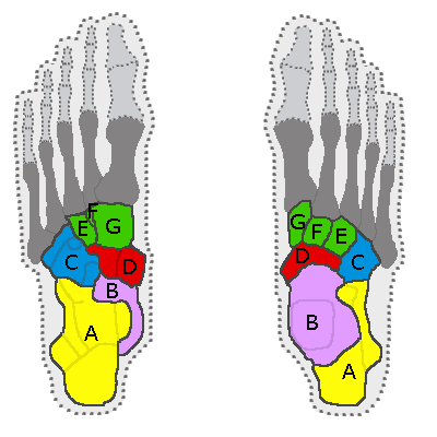 tarsal bones