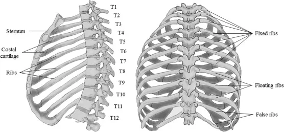 The Thoracic Spine,