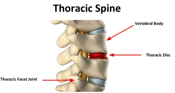 The Thoracic Spine