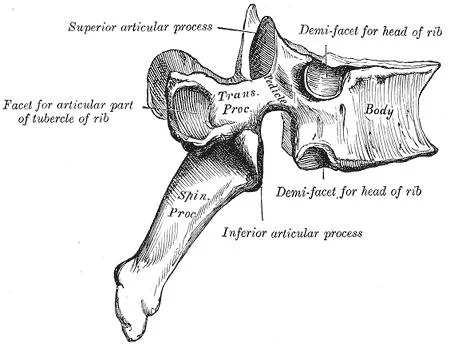 The Thoracic Spine