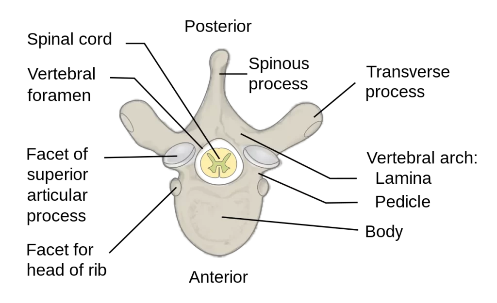 Structure of Vertebra