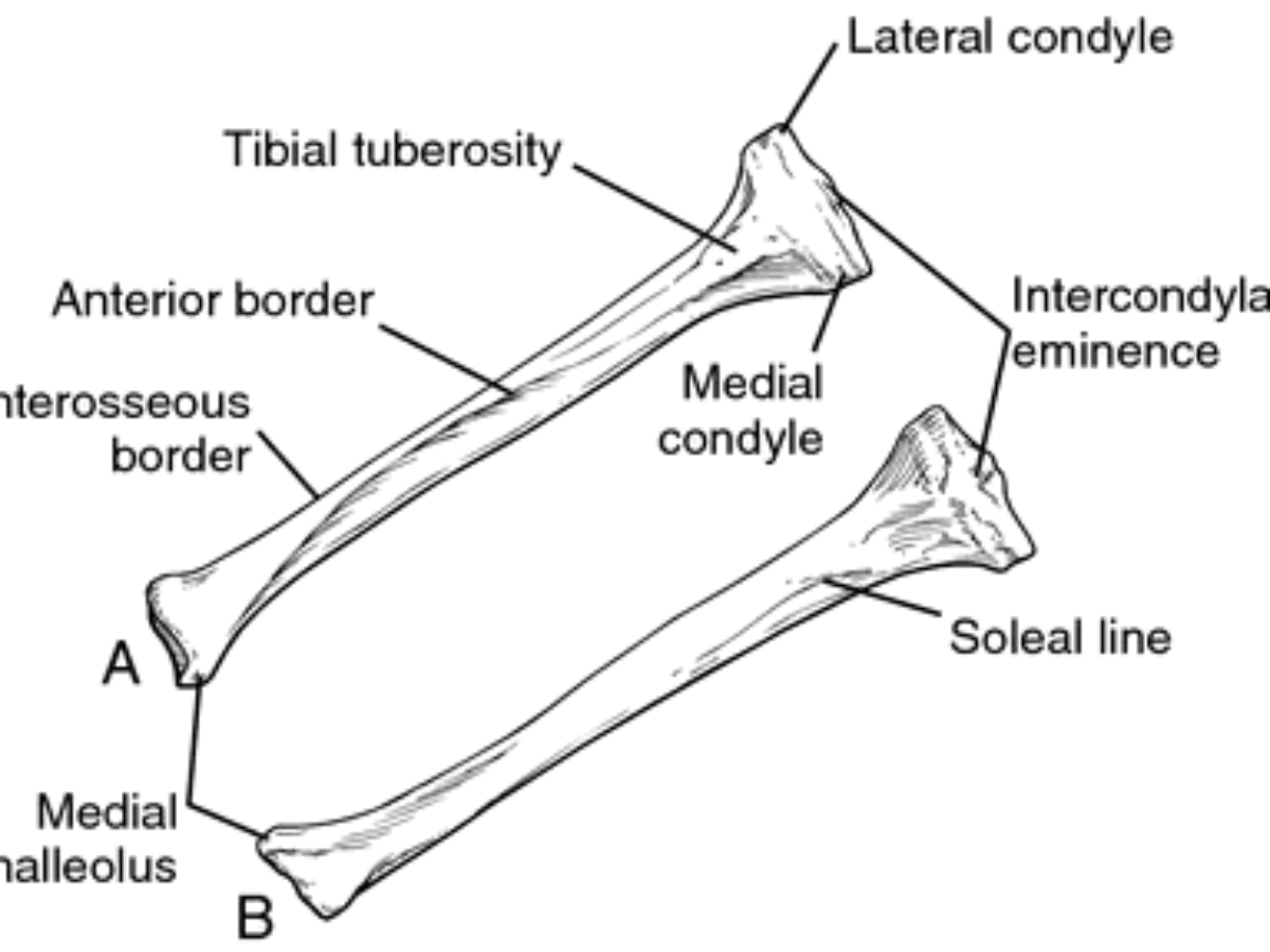 Humerus Bone - Anatomy, Location, Function - Samarpan Physio