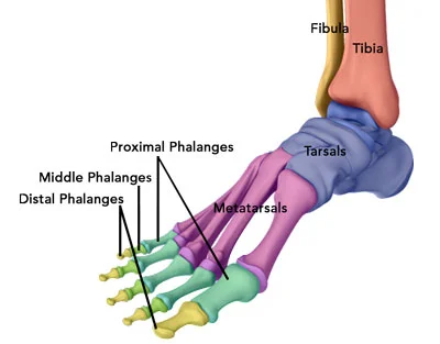 Phalanges