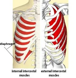 Internal intercostal muscles