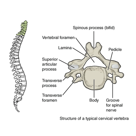 cervical vertebrae