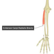 Extensor carpi radialis brevis muscle - Origin, Insertion, Function