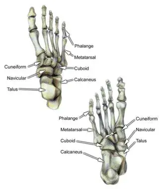  foot bone 