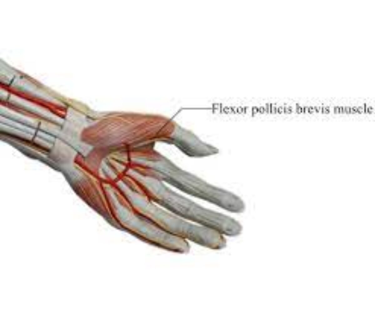 flexor pollicis brevis pain
