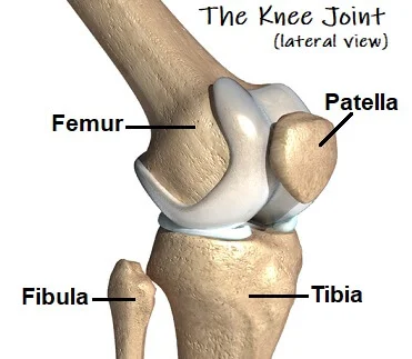 knee-bones