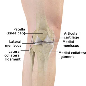 Patella bone