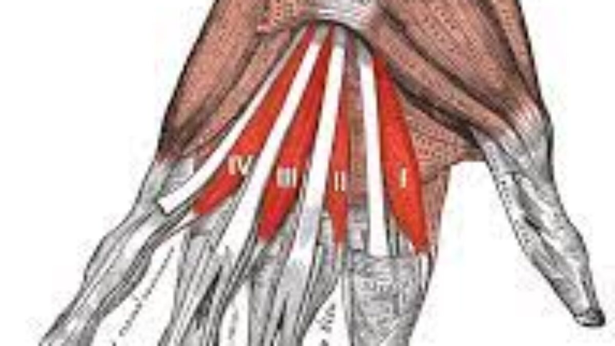 Lumbrical Muscles Of The Hand Origin, Insertion Function, 40% OFF