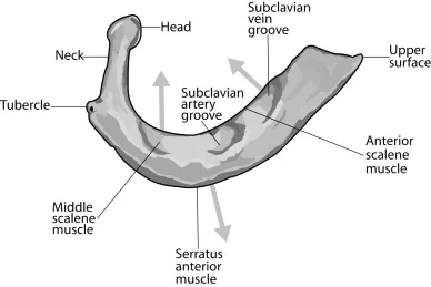 Muscle Attachments