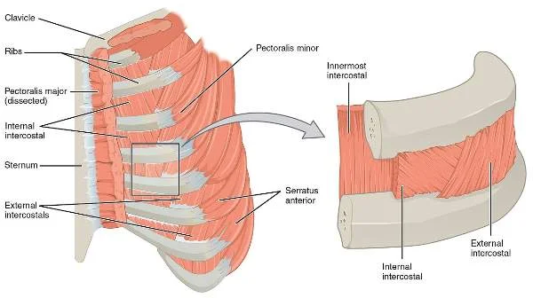 Muscle Attachments of ribs